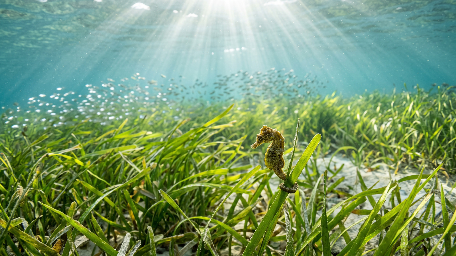 Underwater photo of a seagrass meadow with a tiny seahorse curled on a blade and small fish schooling behind